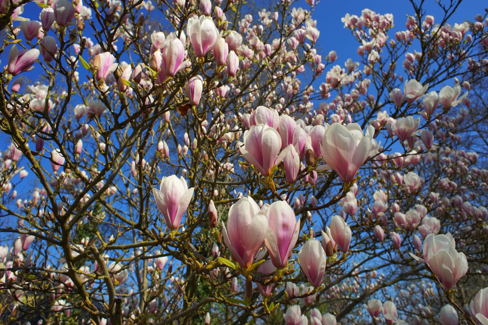 24mm F2.8 sample photo. Magnolia, tulip magnolia, early photography