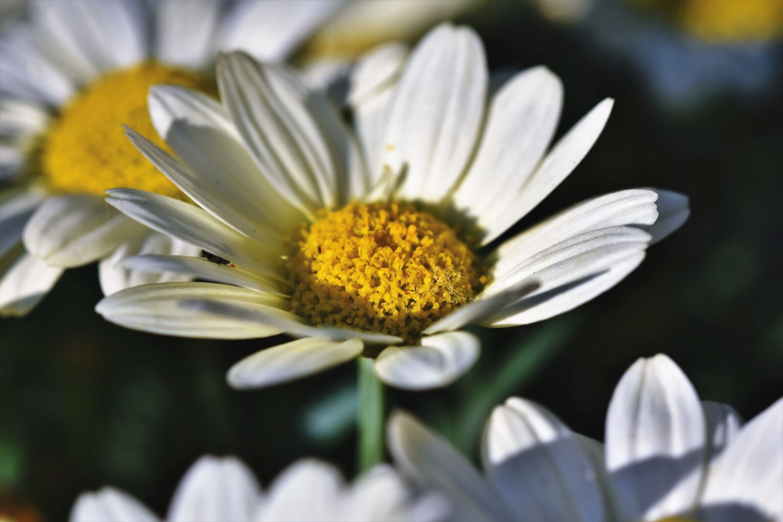 Nikon D7200 sample photo. Margarite, flower, blossom photography
