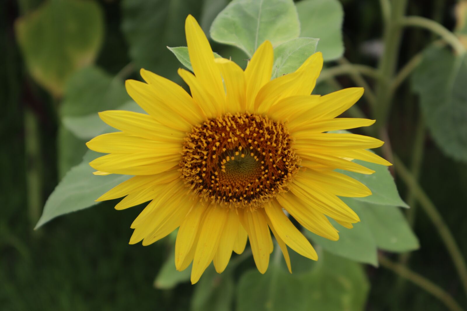 Canon EOS M50 (EOS Kiss M) sample photo. Sunflower, flowers, yellow photography