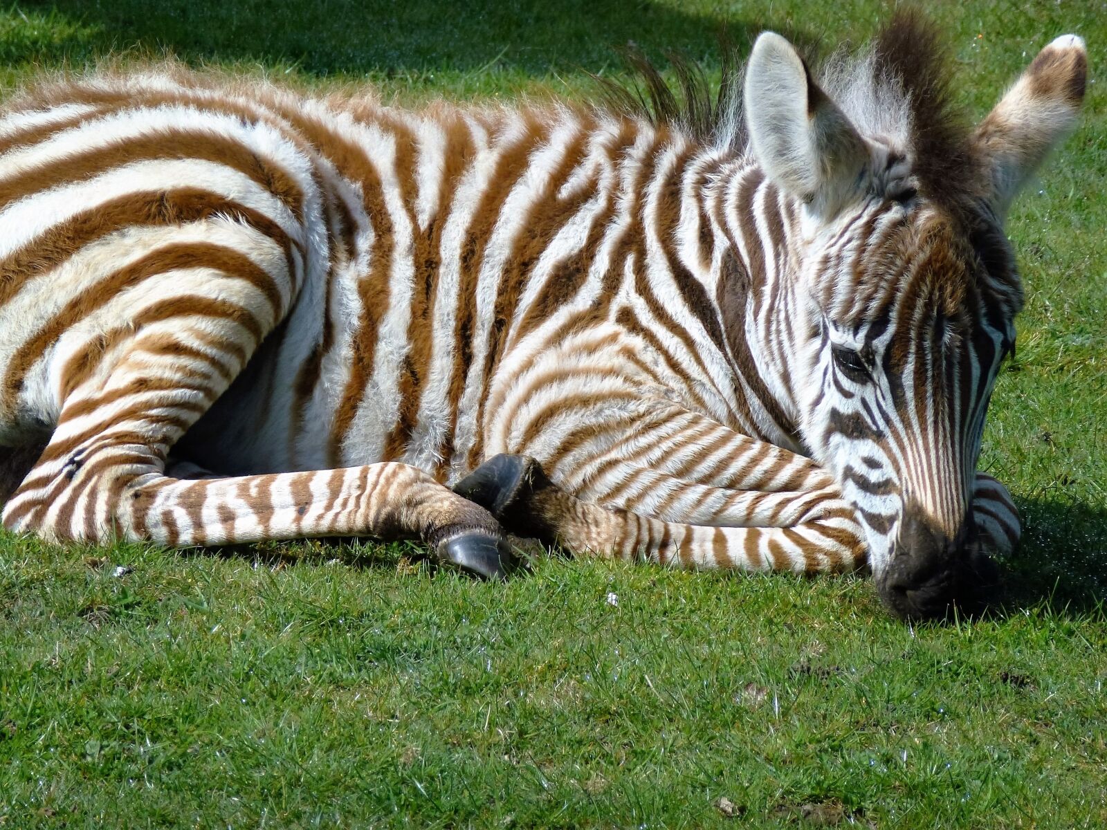 Panasonic Lumix DMC-ZS10 (Lumix DMC-TZ20 / Lumix DMC-TZ22) sample photo. Zebra, baby zebra, striped photography