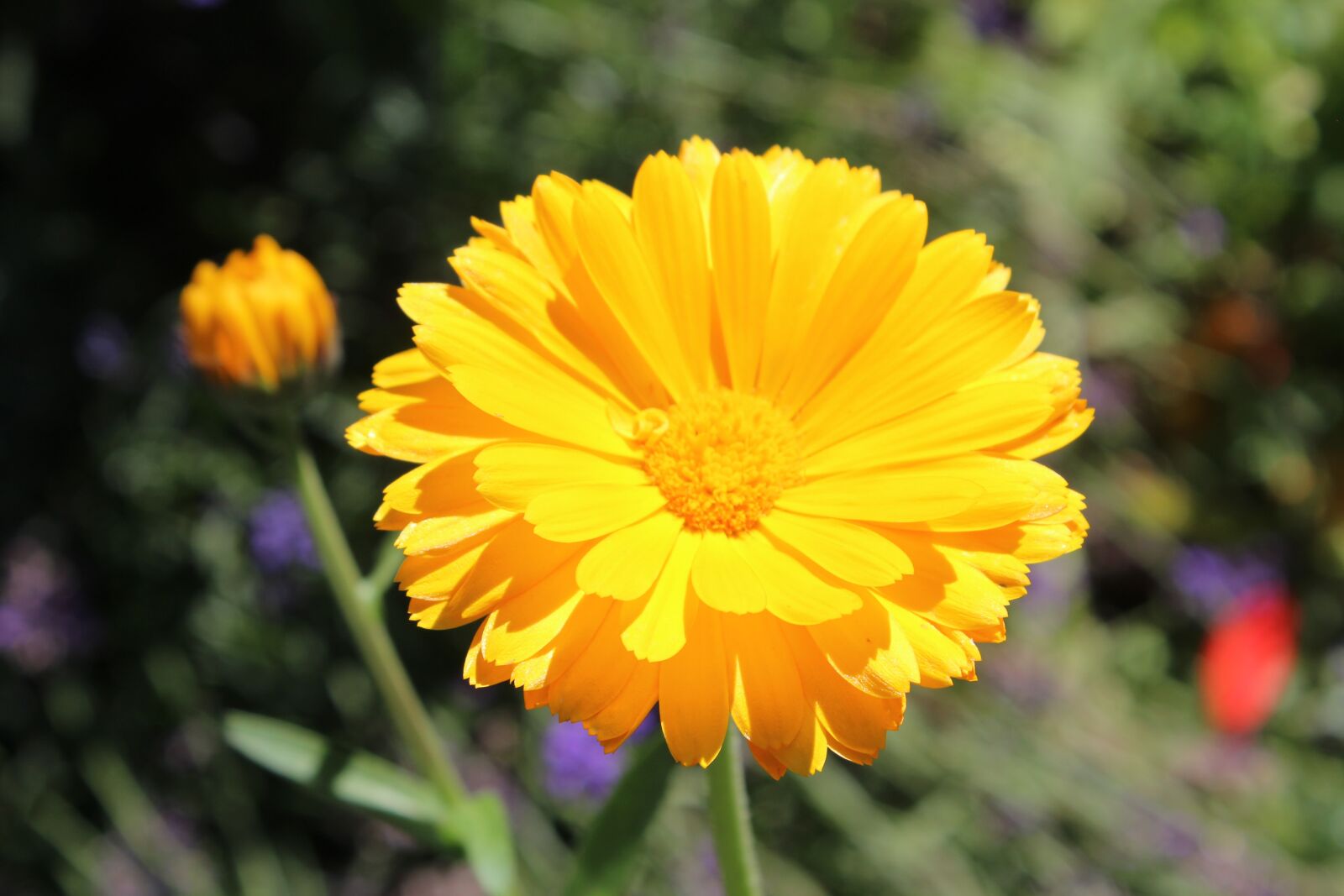 Canon EOS 1200D (EOS Rebel T5 / EOS Kiss X70 / EOS Hi) sample photo. Calendula, herb, yellow photography