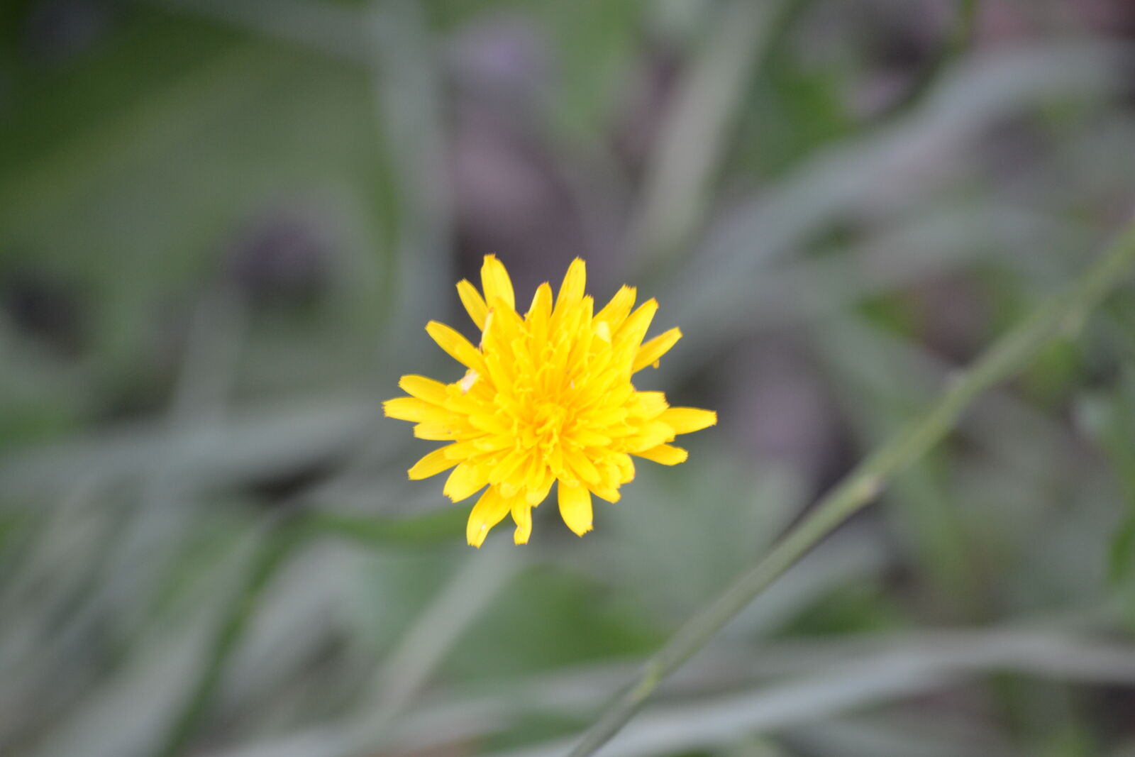Nikon D3100 sample photo. Daffodils, flower photography