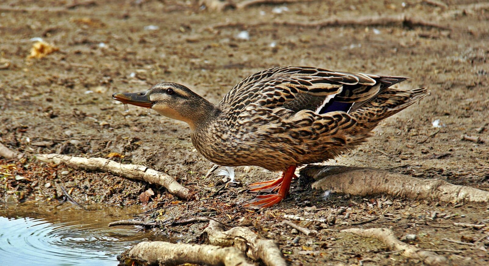 Canon EOS 20D sample photo. Duck, birds, pond photography