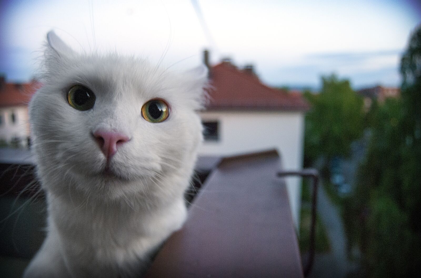 Nikon D80 sample photo. Cat, pet, pink nose photography