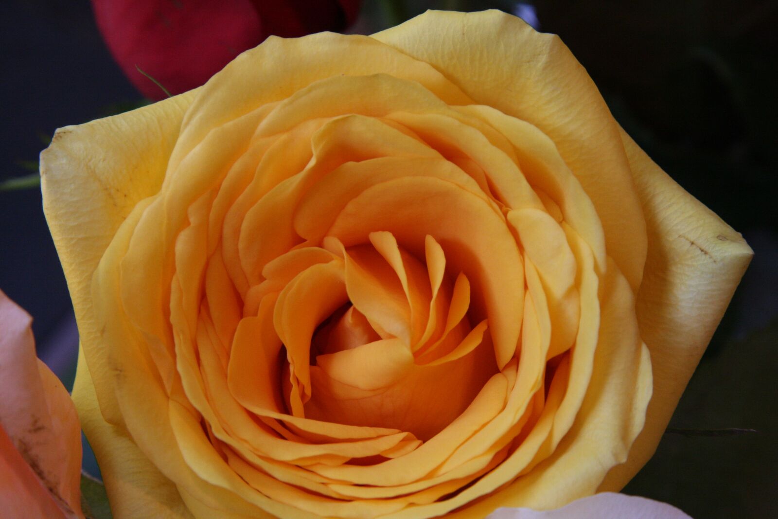 Canon EOS 40D sample photo. Yellow rose, close-up yellow photography
