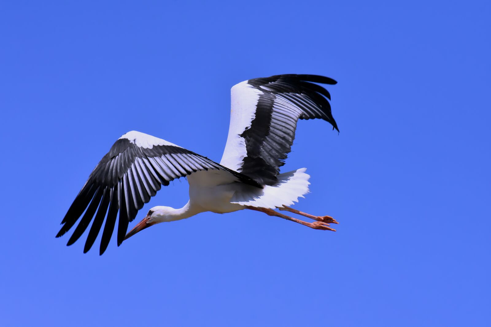 Nikon D7200 sample photo. Stork, flying, wing photography