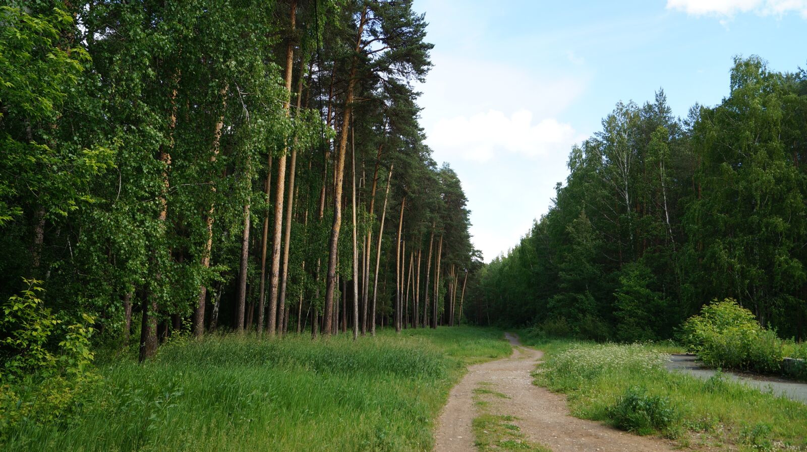 Город в лесу. Абердин (город) лес. Леса в городе. Бугурусланский лес. Лес задск город.