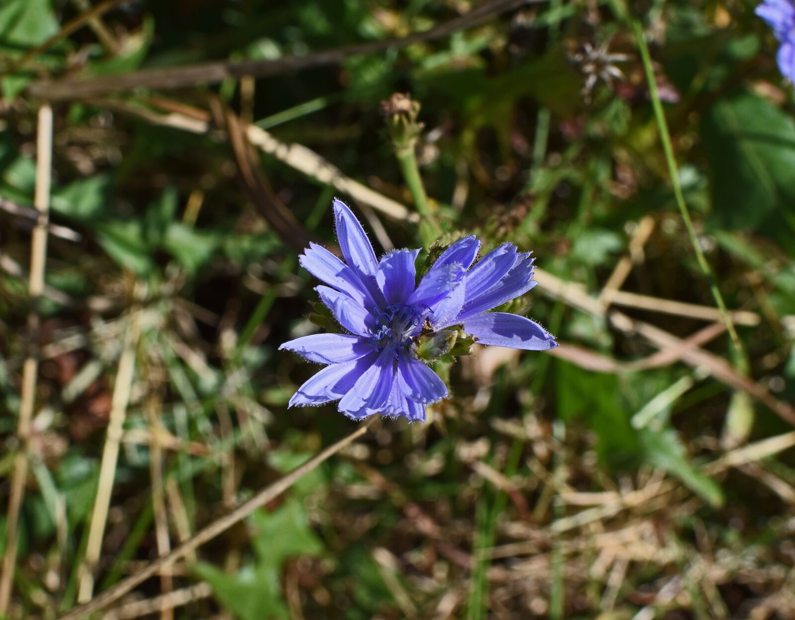 Nikon D3300 sample photo. Wild chicory, flower, blossom photography