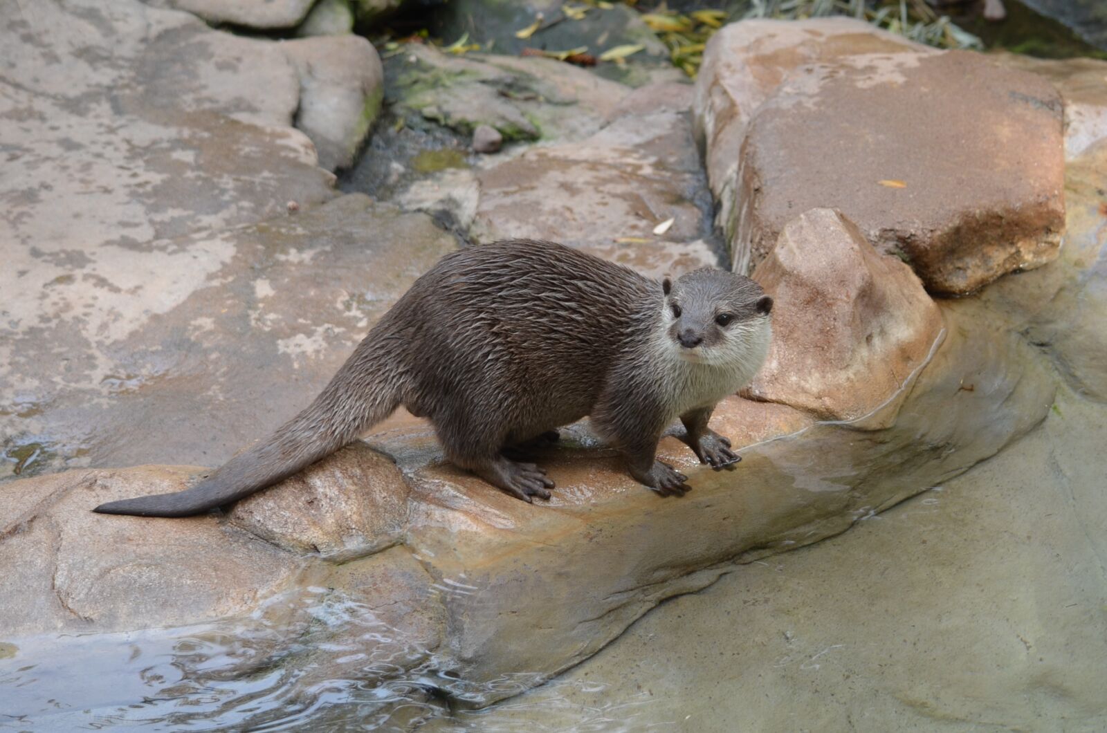 Nikon D5100 sample photo. Animal, mammal, eating photography