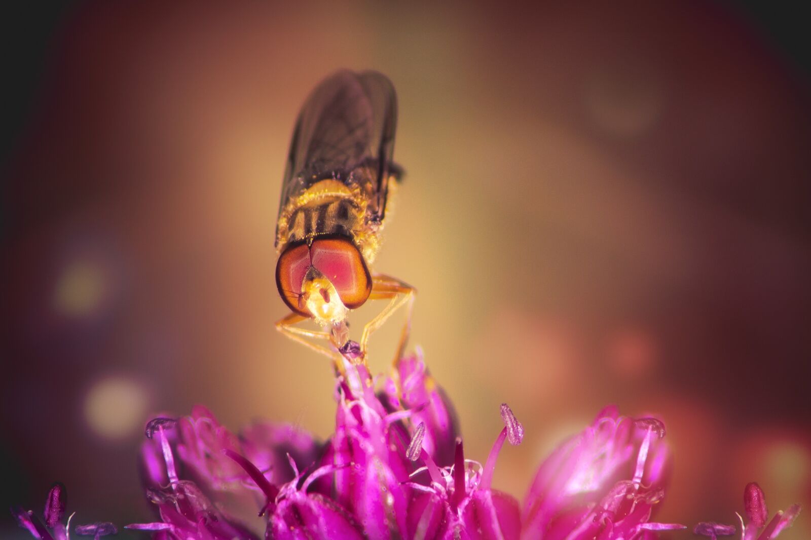 Canon EOS 750D (EOS Rebel T6i / EOS Kiss X8i) sample photo. Hoverfly, standing fly, schwirrfliege photography