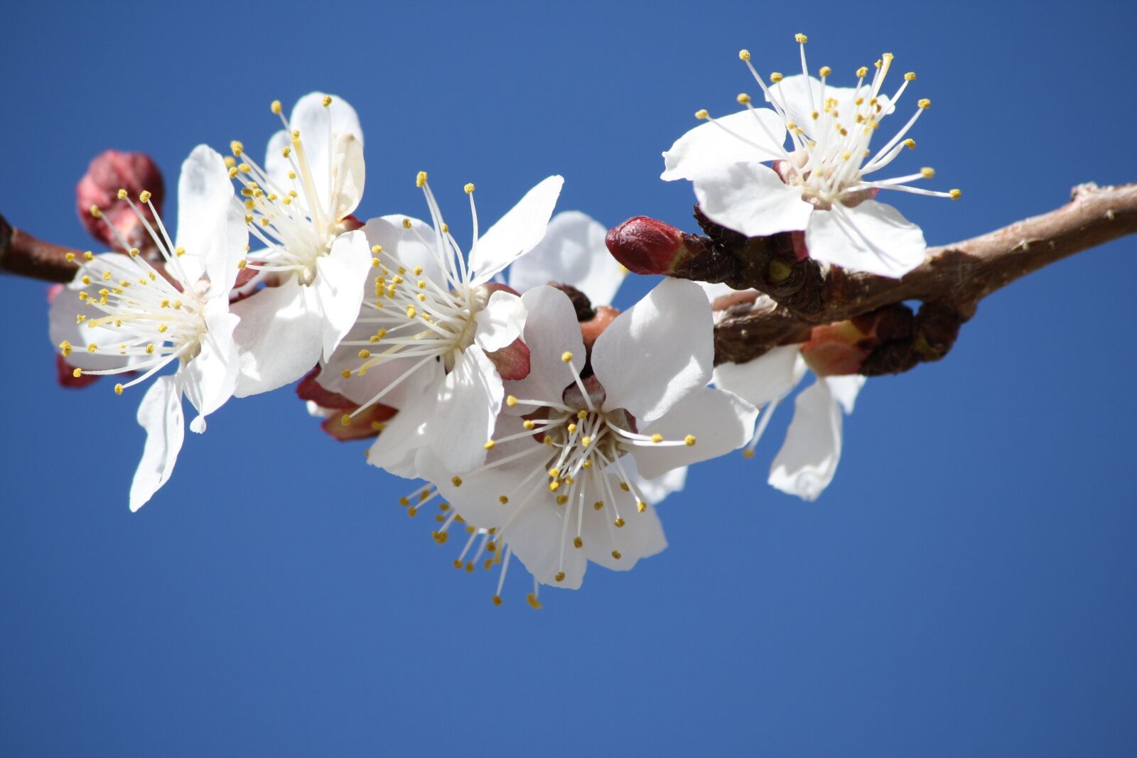 Canon EOS 1000D (EOS Digital Rebel XS / EOS Kiss F) sample photo. White flowers, blue sky photography