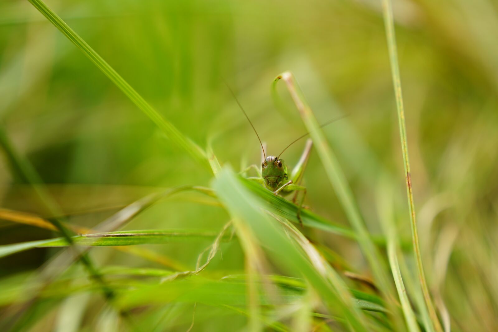 Sony a6300 + Sony Vario-Tessar T* E 16-70mm F4 ZA OSS sample photo. Grasshopper, grass, macro photography