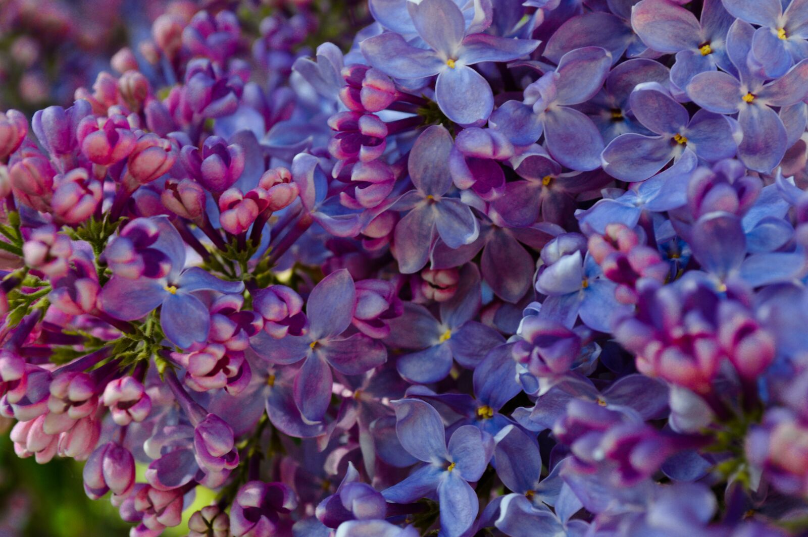 Nikon D3200 sample photo. Sirens, flowers, bright colors photography