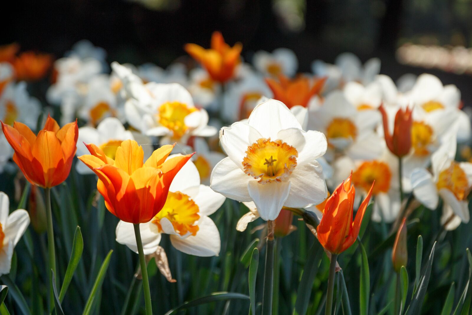Canon EOS 650D (EOS Rebel T4i / EOS Kiss X6i) sample photo. Tulips, flowers, s photography