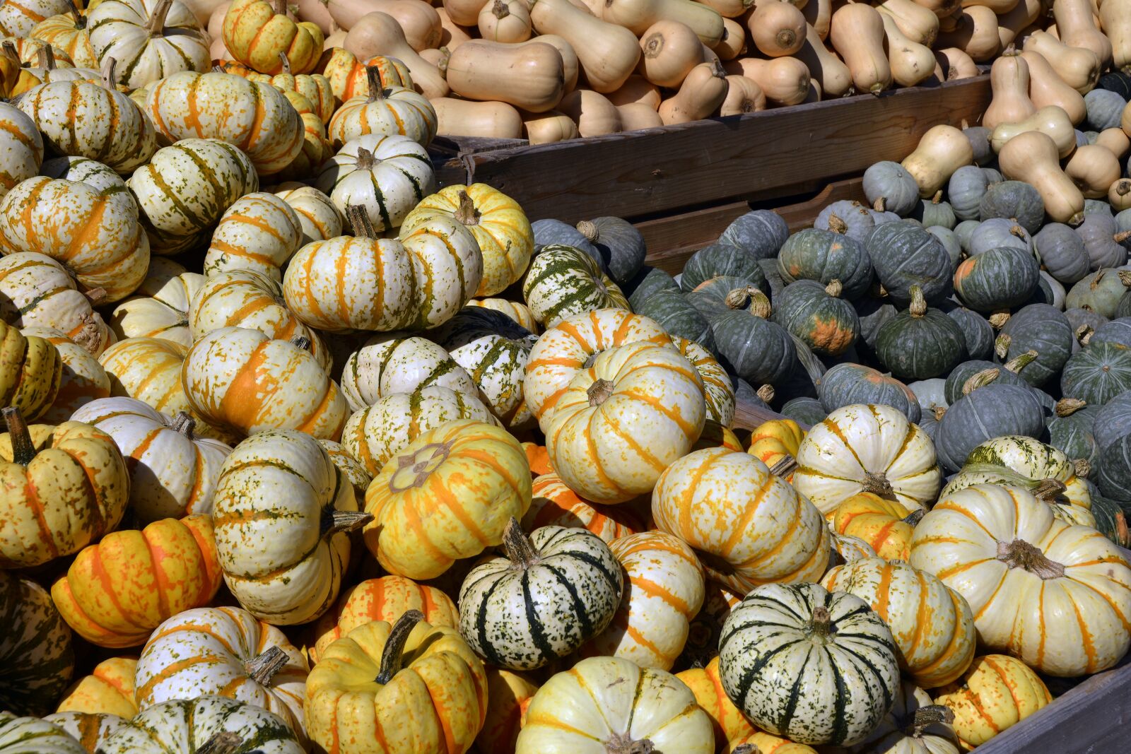 Nikon D7100 sample photo. Pumpkin, gourd, vegetables photography
