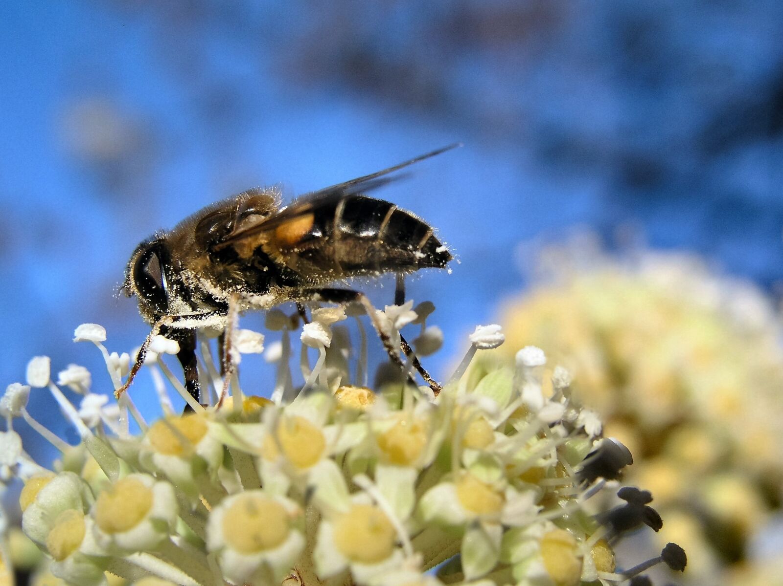 Olympus C5050Z sample photo. Bee, insect, pollen photography