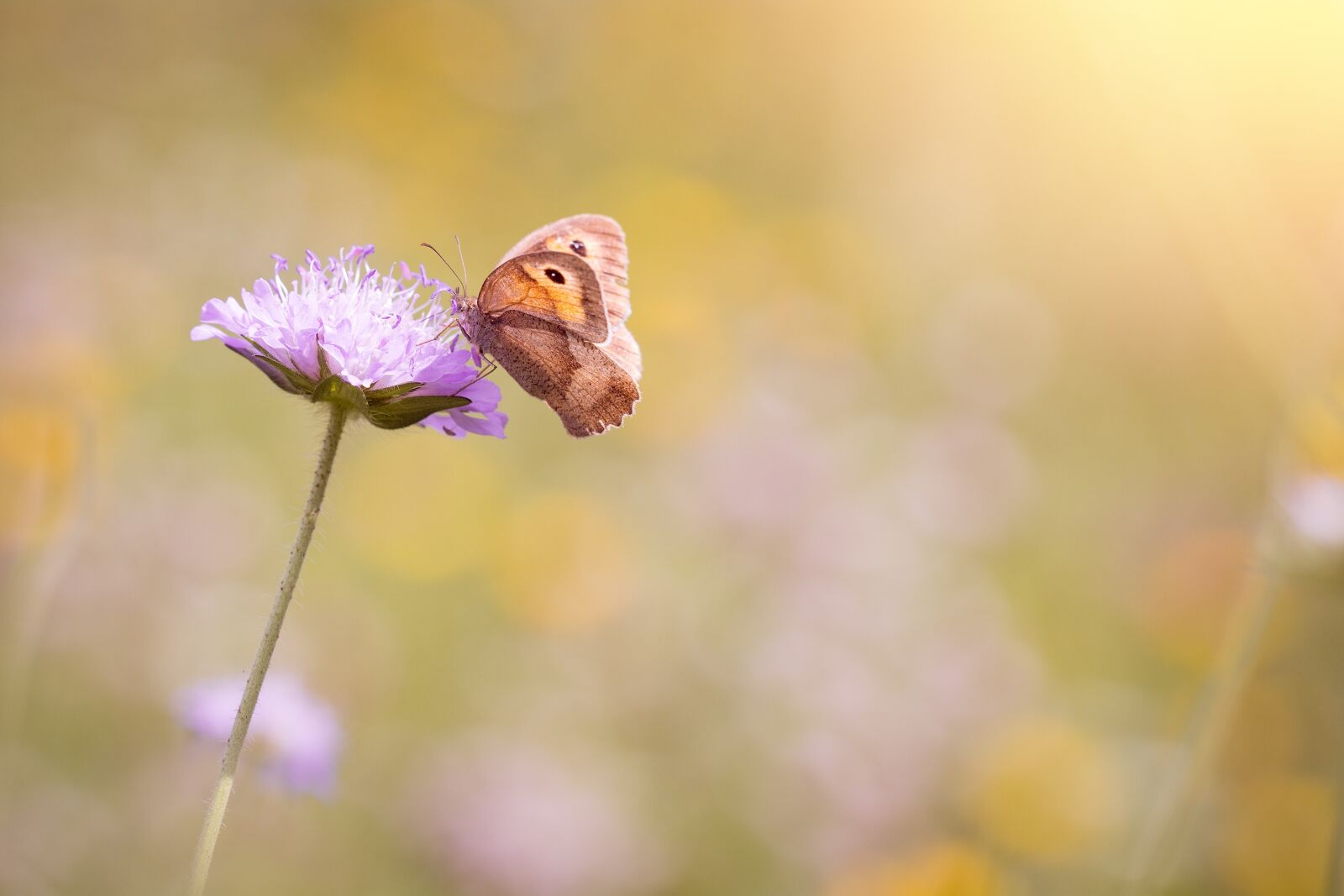 Nikon D7100 sample photo. Meadow, summer meadow, flower photography