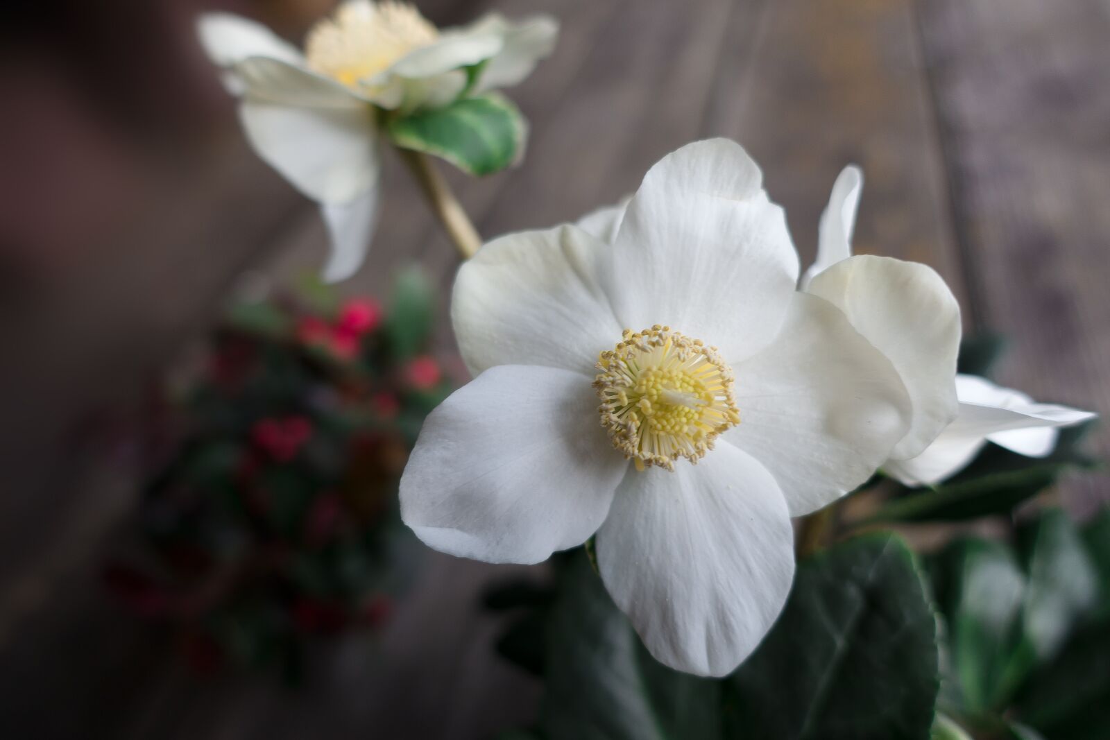 Sony Cyber-shot DSC-RX100 III sample photo. Christmas rose, flower, white photography