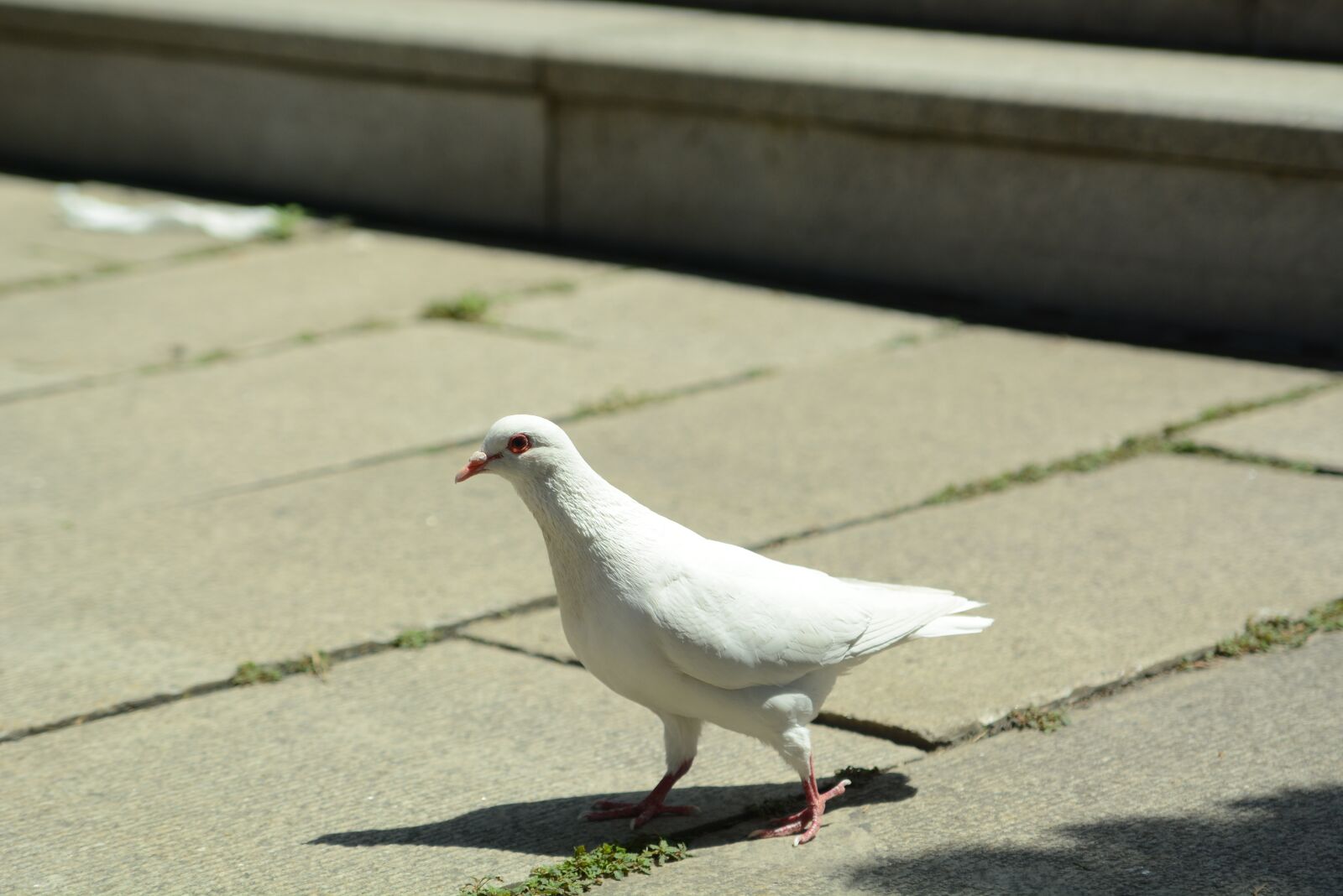 Nikon D7100 sample photo. Pigeon, peace, tranquility photography