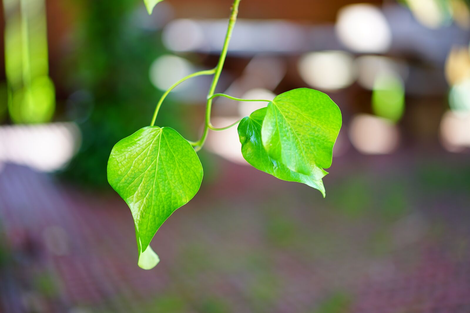 Sony a7 + Sony Sonnar T* FE 55mm F1.8 ZA sample photo. Ivy, ivy leaf, smooth photography