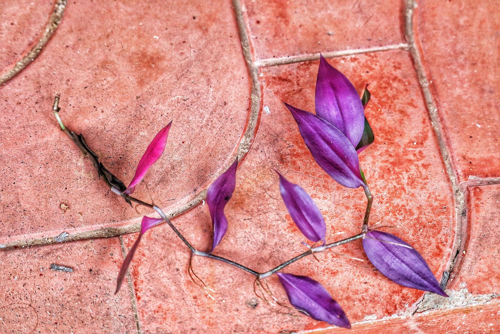 Canon EOS M50 (EOS Kiss M) sample photo. Branch, leaves, floor photography