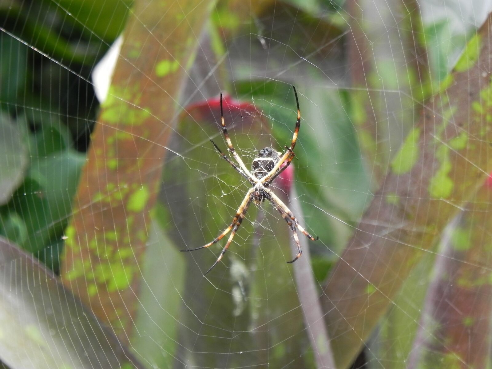 Nikon Coolpix P100 sample photo. Spider, animal, garden tiger photography
