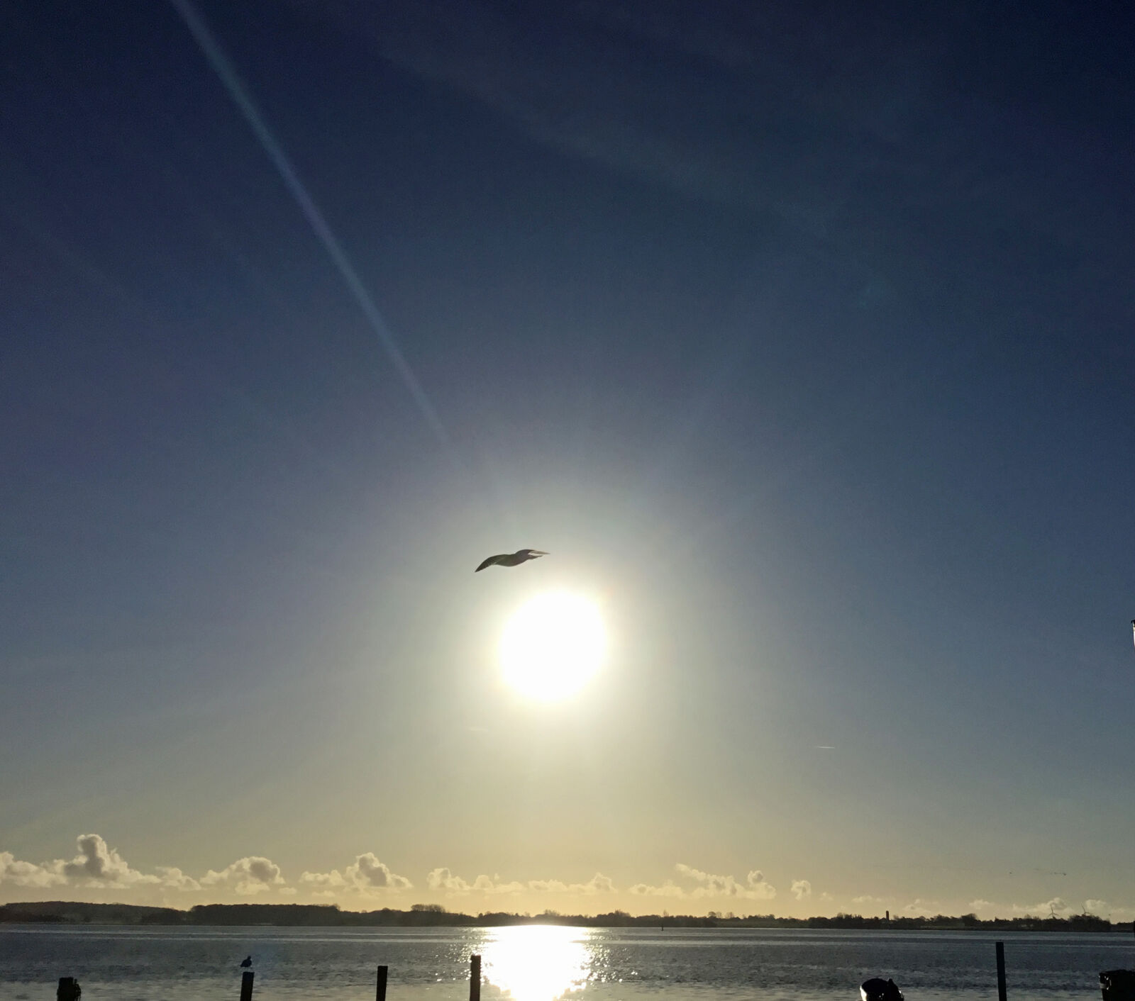 iPad back camera 3.3mm f/2.4 sample photo. Morning, sun, seagull photography