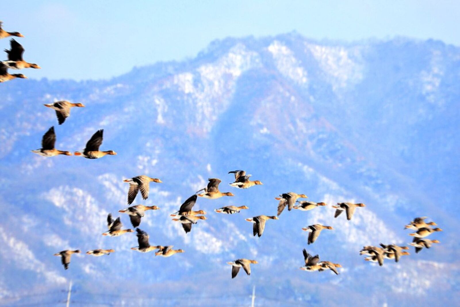 Canon EOS 5D Mark IV sample photo. Migratory birds, birds, emergency photography