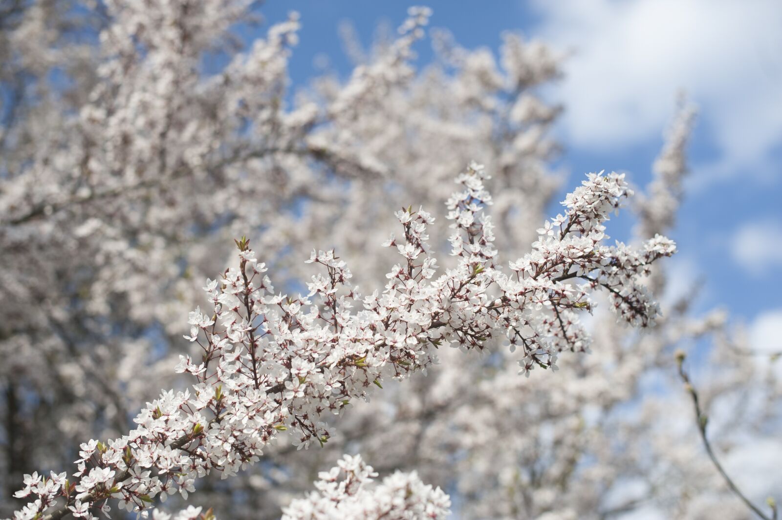 Nikon D700 sample photo. Spring, tree, blossom photography