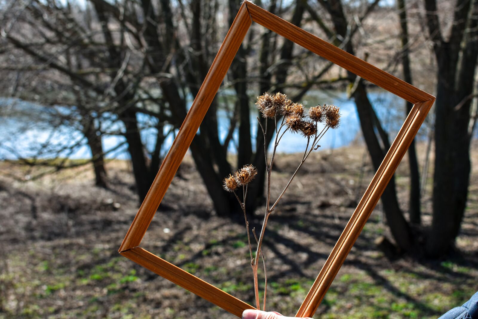 Nikon D3400 sample photo. Frame, agrimony, spring photography