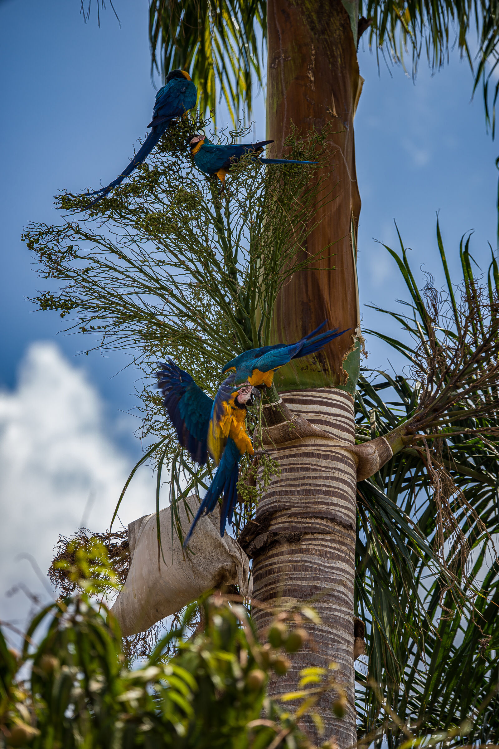 Sony a7 sample photo. Arara canindé photography