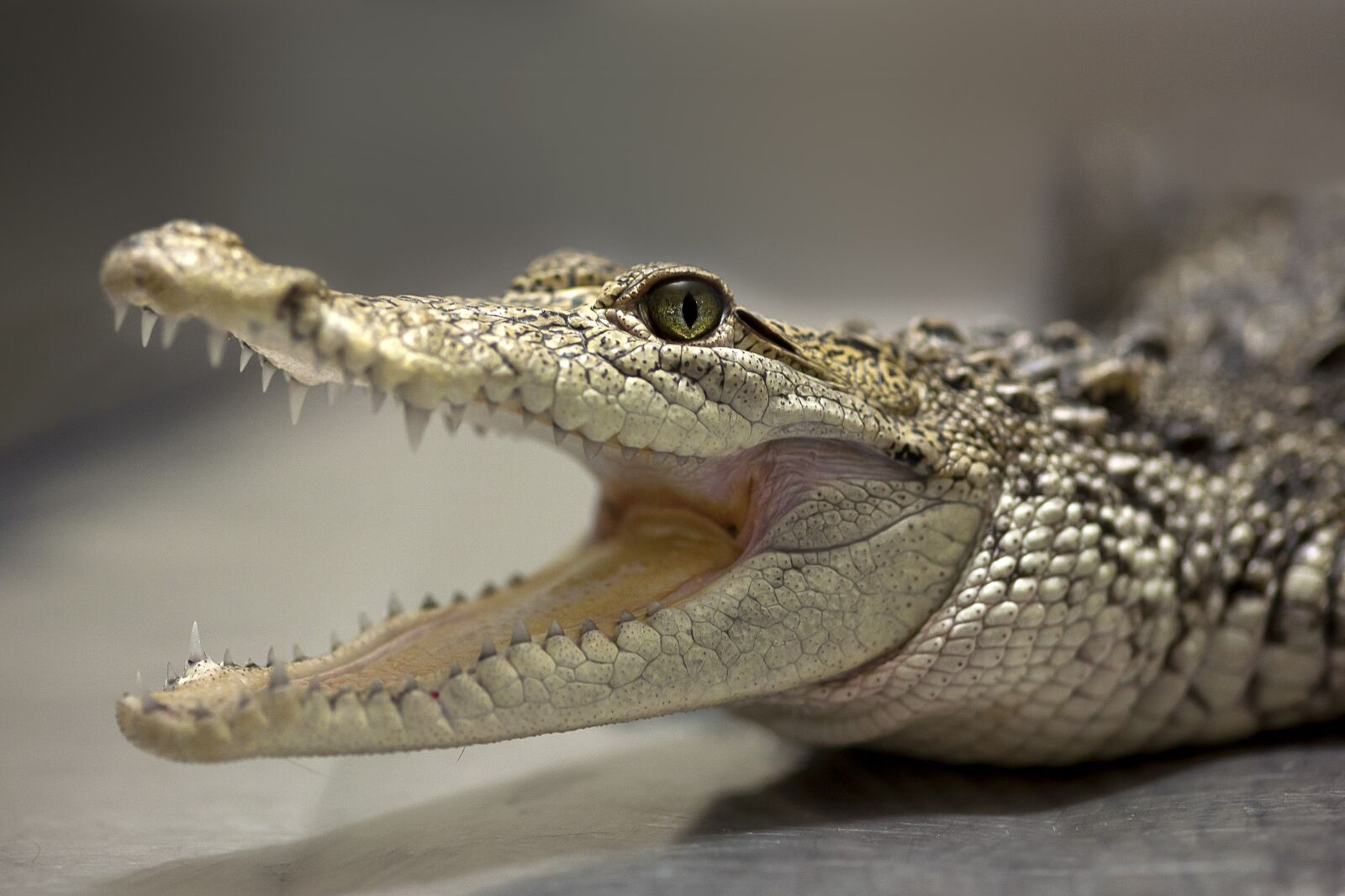 Canon EOS 5D sample photo. Crocodile, fauna, jaws photography
