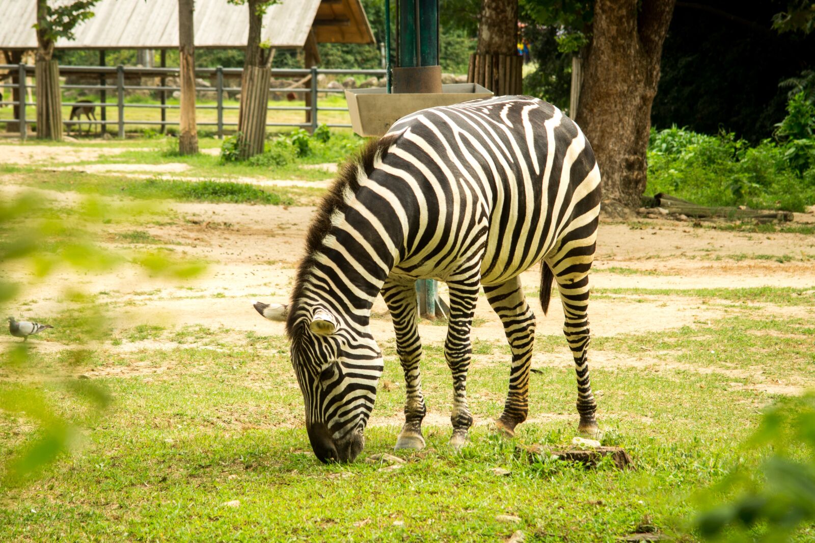 Sony SLT-A58 sample photo. Zebra, animal photography