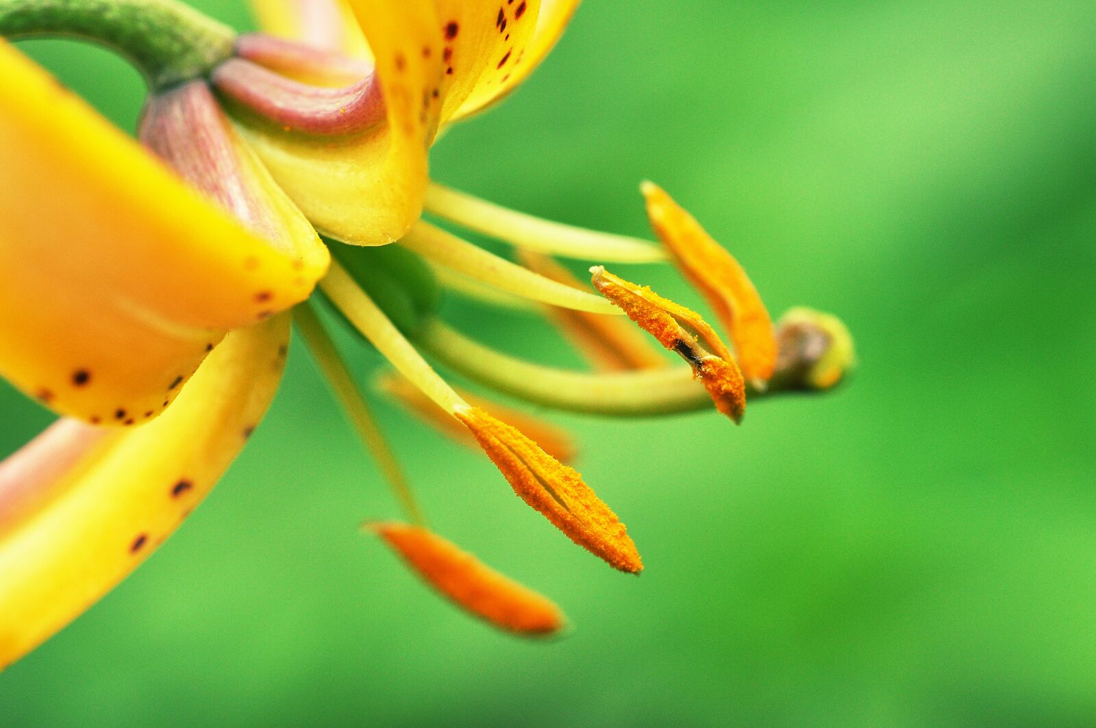 Nikon D90 sample photo. Bloom, blossom, close-up photography