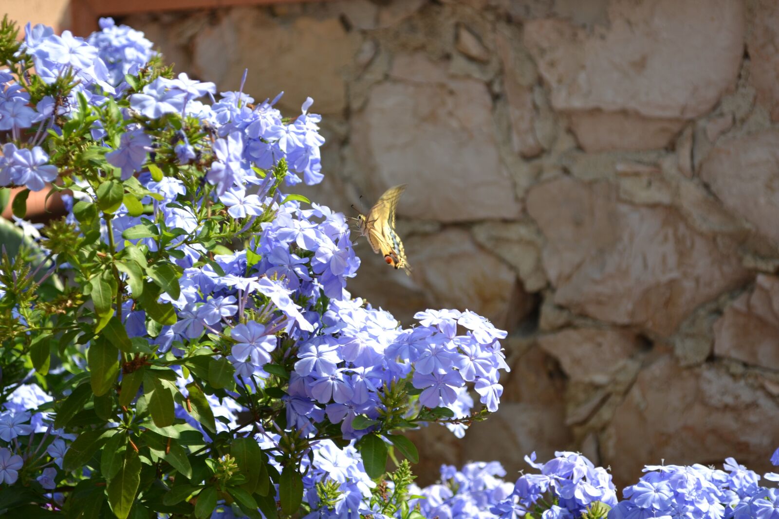 Nikon D3100 sample photo. Spring, butterfly, nature photography