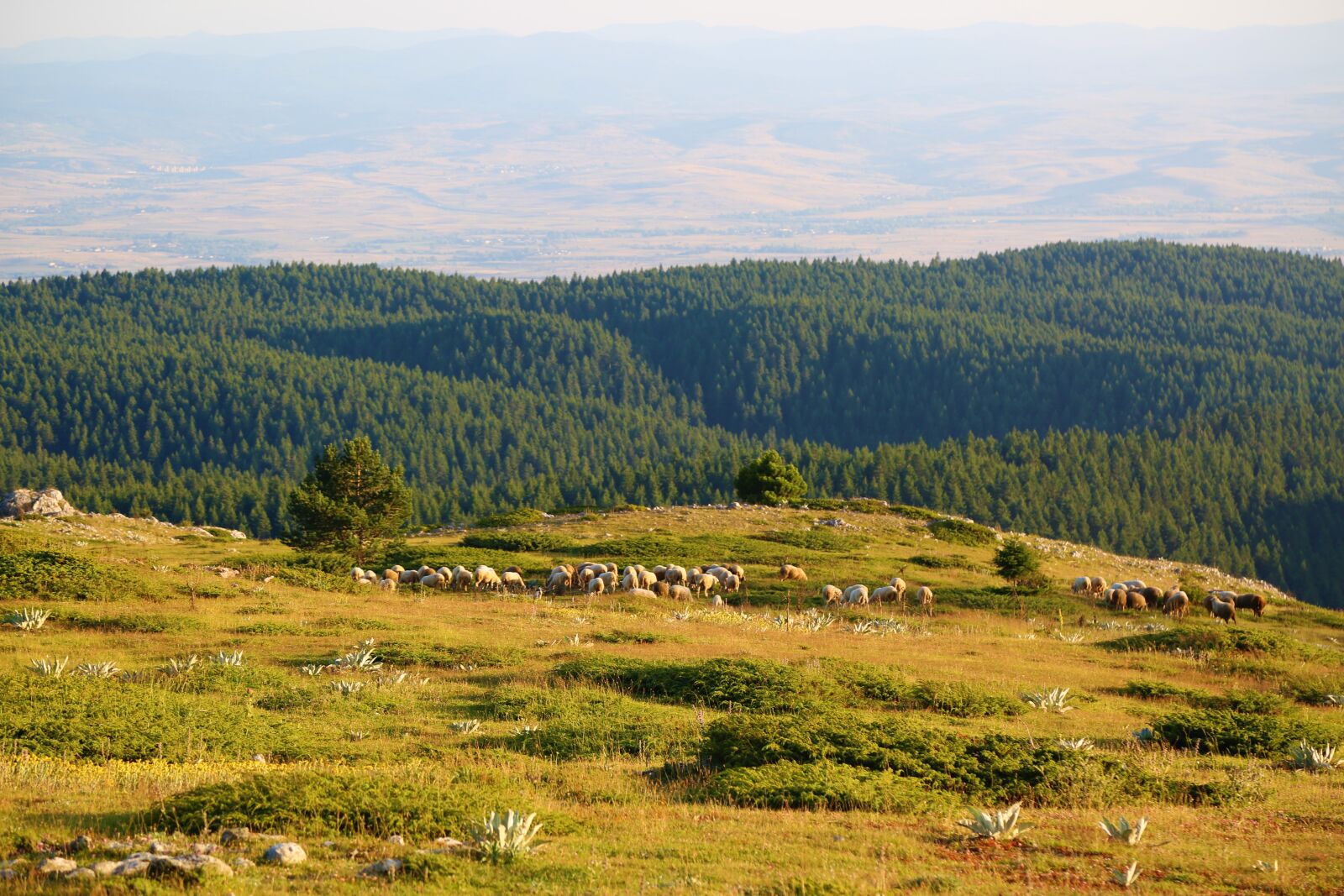 Canon EF 24-105mm F4L IS USM sample photo. Mountains, a flock of photography