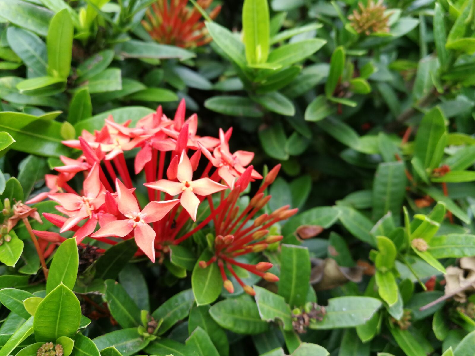 HUAWEI P10 sample photo. Nature, flower, garden photography