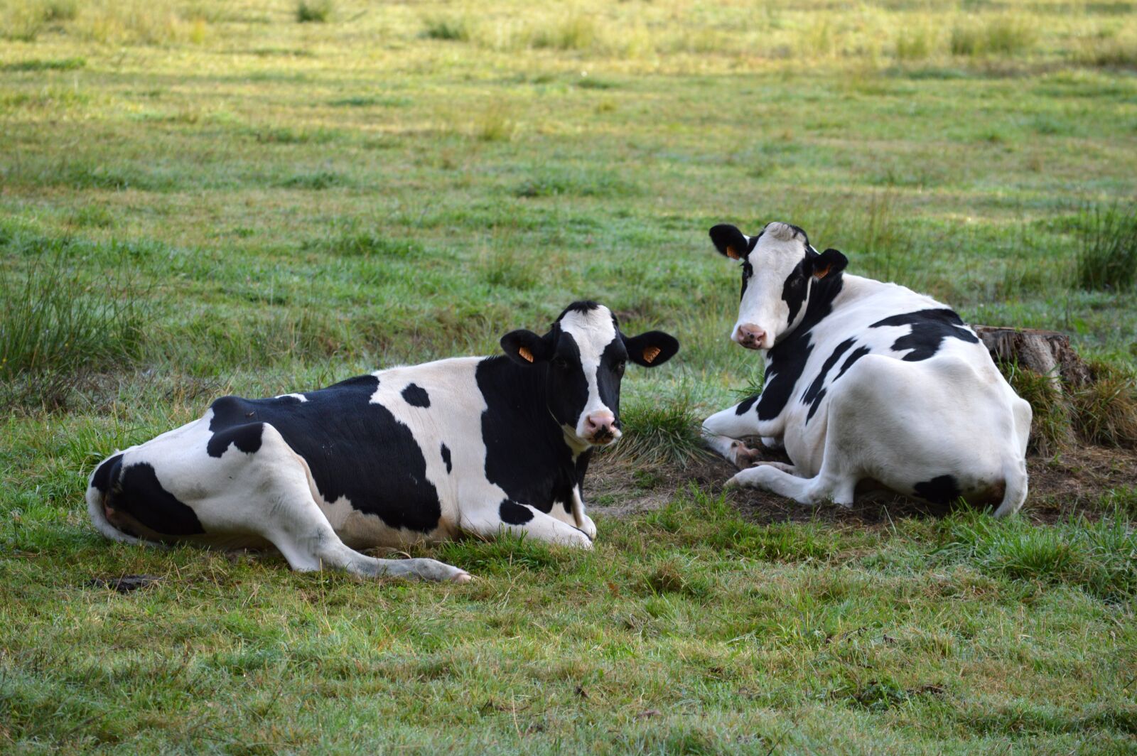 Nikon D3200 sample photo. Nature, cattle, livestock photography