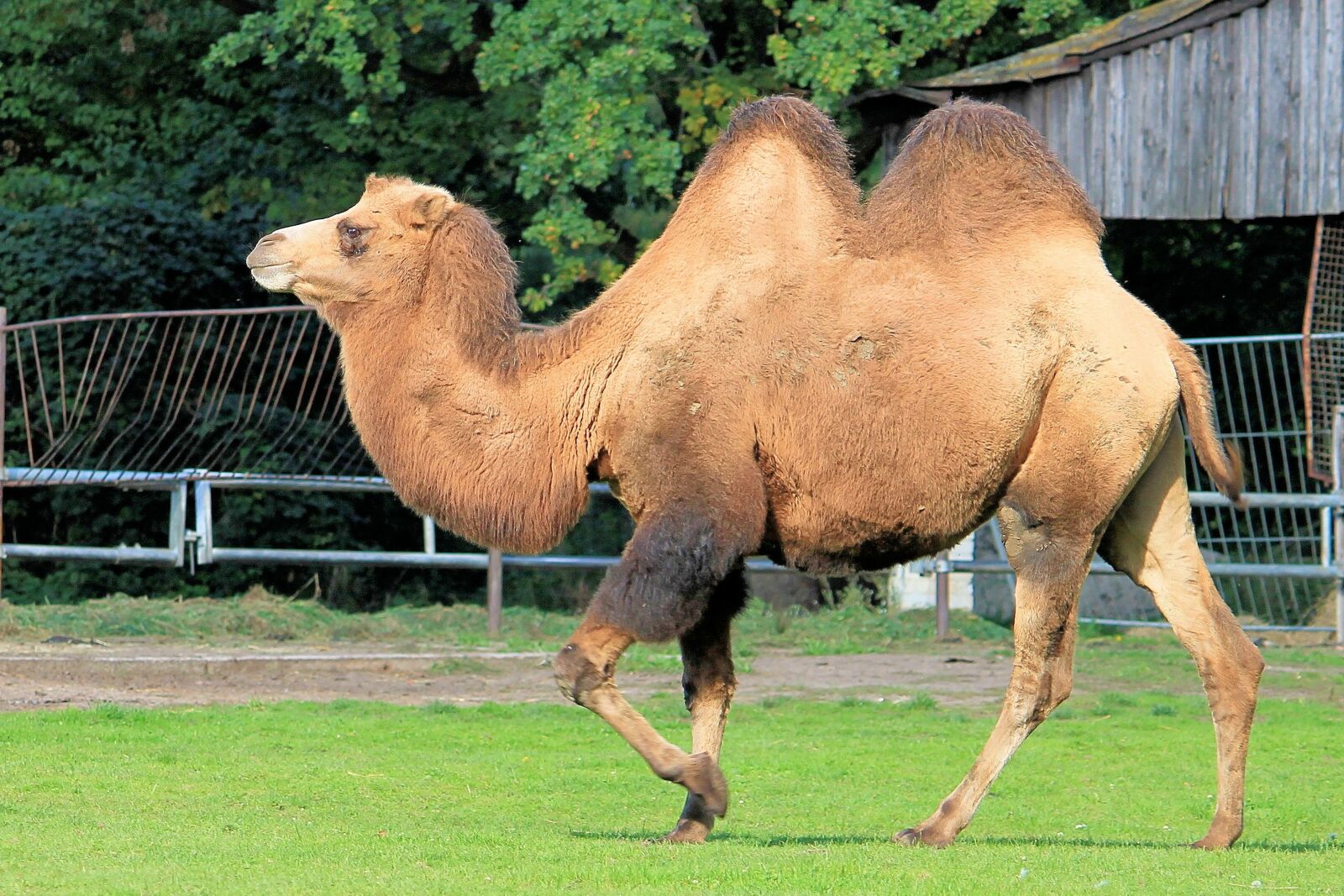 Canon EF-S 55-250mm F4-5.6 IS II sample photo. Camel, paarhufer, animal photography