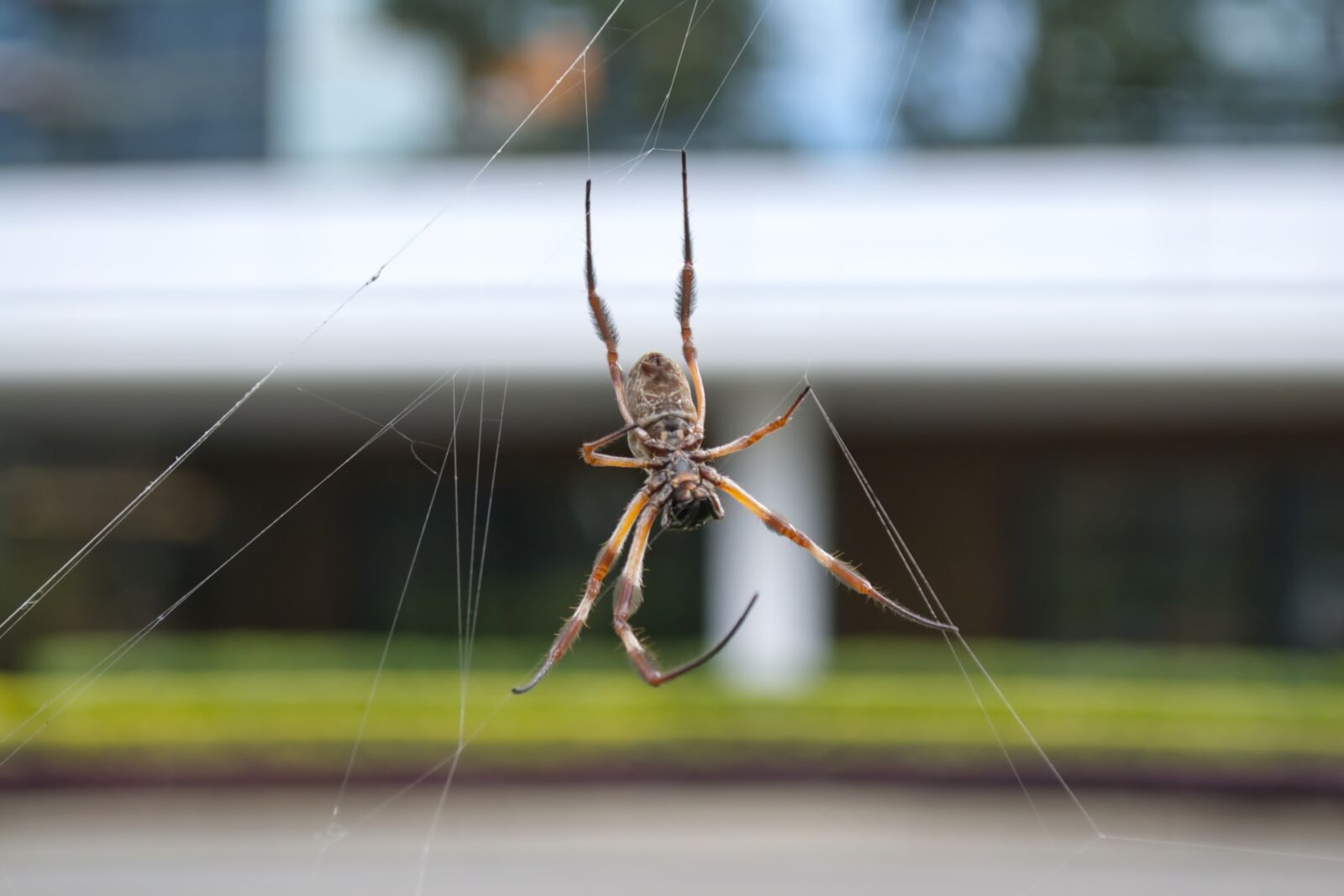 Nikon D3100 sample photo. Spider, garden, spider web photography