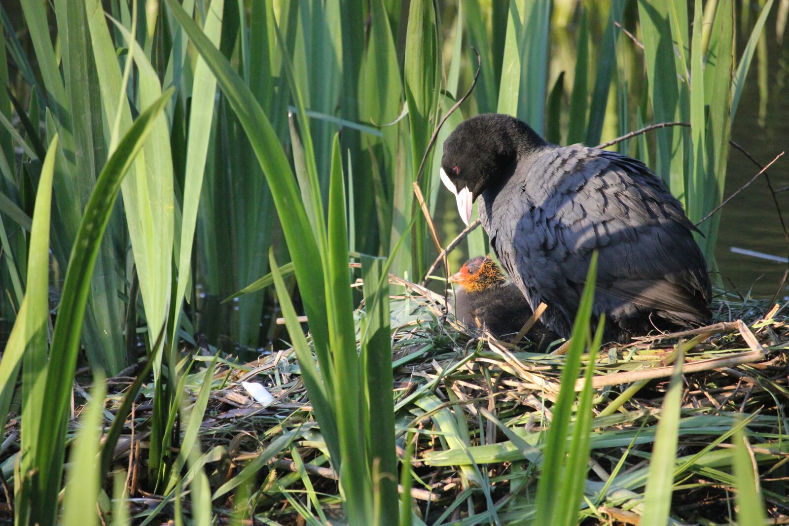 Canon EOS 550D (EOS Rebel T2i / EOS Kiss X4) sample photo. Motherly love, chicks, protection photography