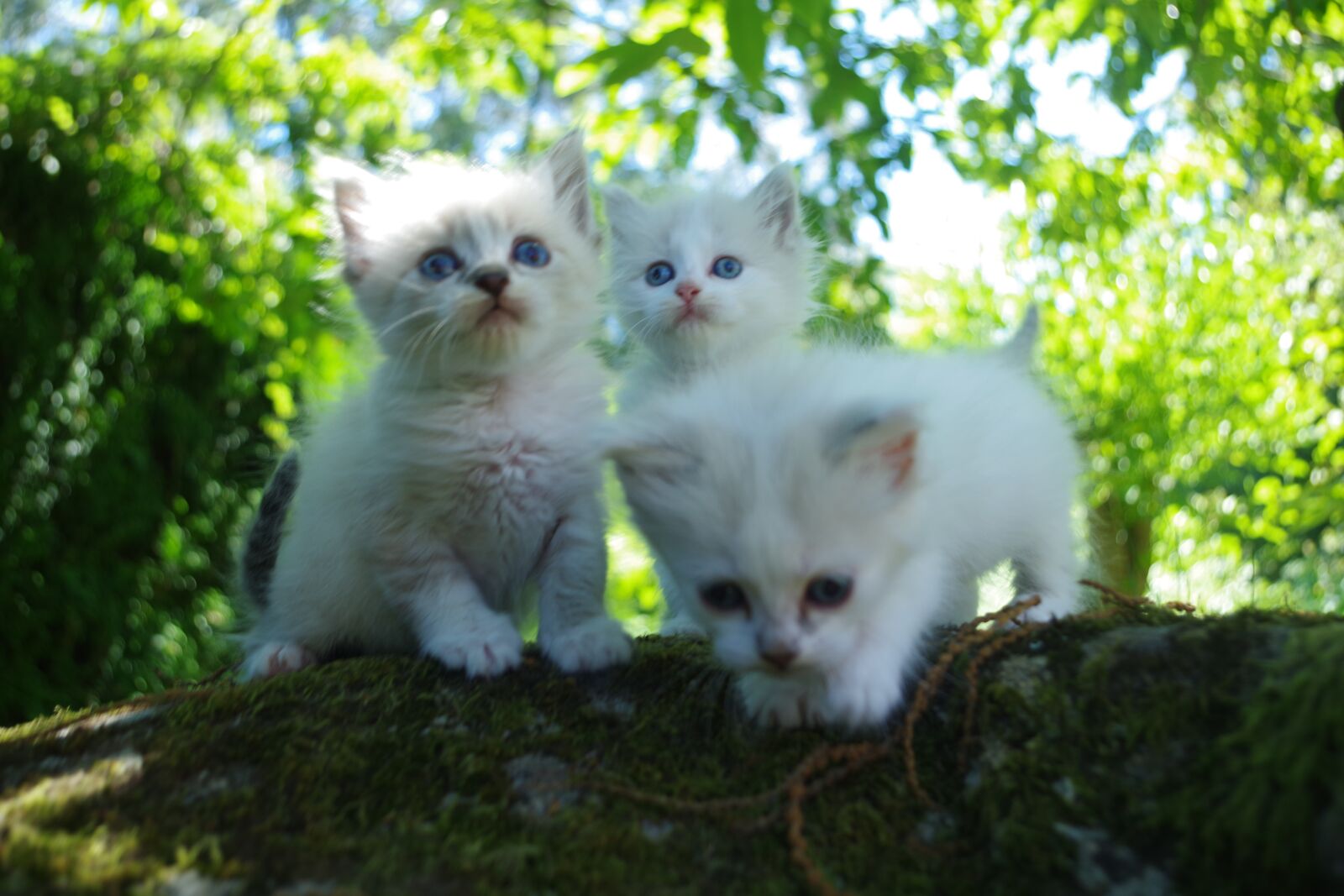 Pentax K-S2 sample photo. White cat, puppy cat photography