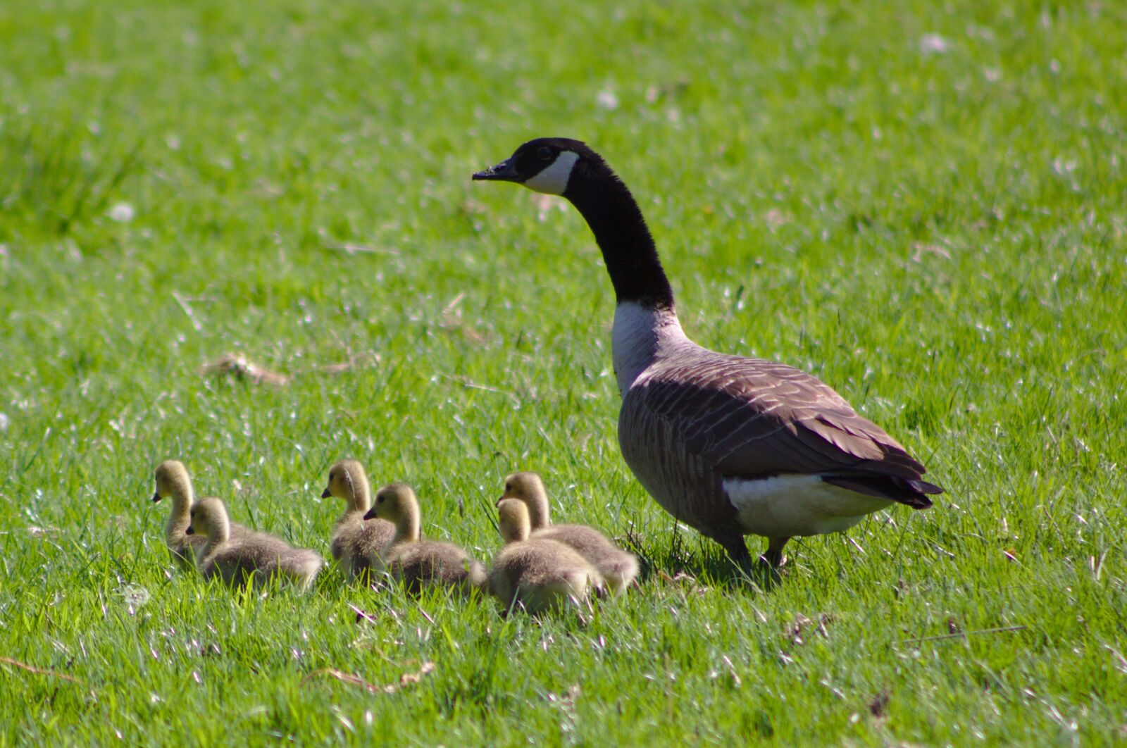 Canon EOS 50D sample photo. Canada goose, branta, canadensis photography