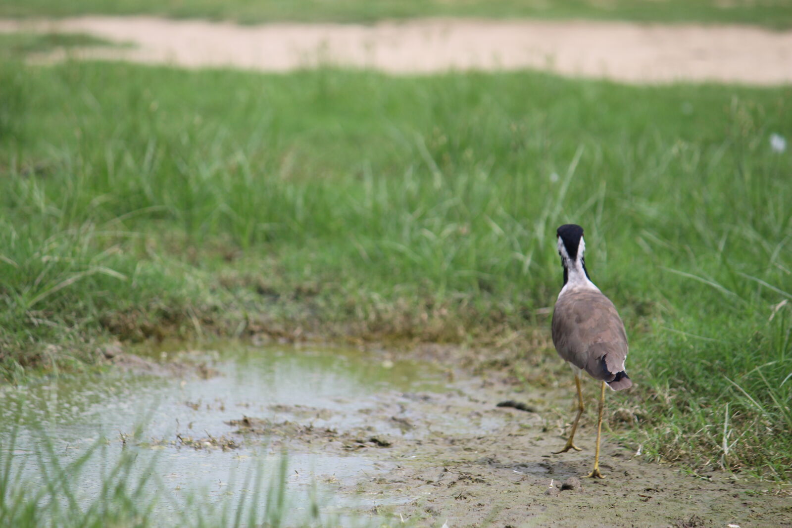 Canon EOS 700D (EOS Rebel T5i / EOS Kiss X7i) sample photo. Bird, mother, nature, nature photography