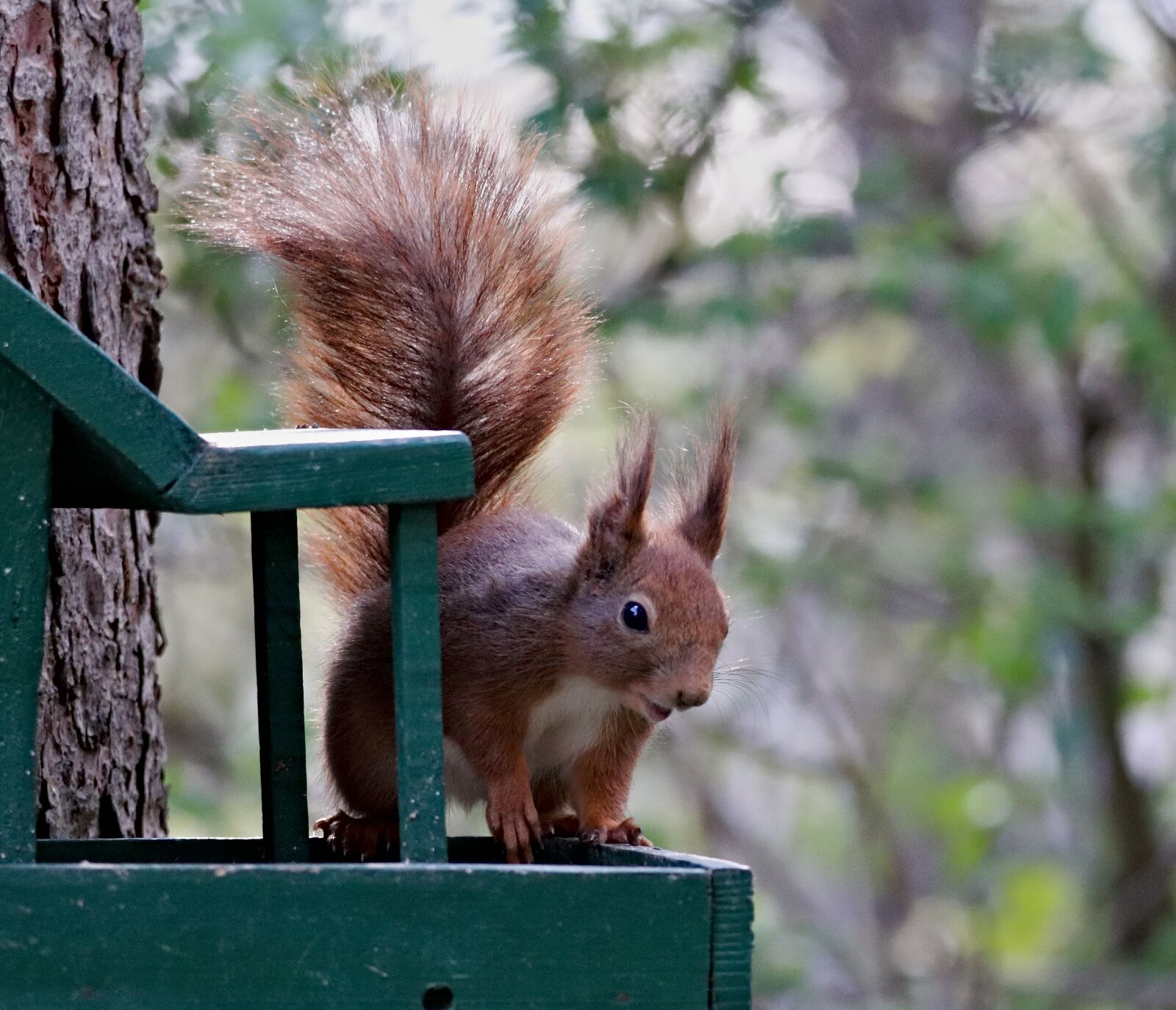 Canon EOS 77D (EOS 9000D / EOS 770D) sample photo. The squirrel, rodent, hungry photography