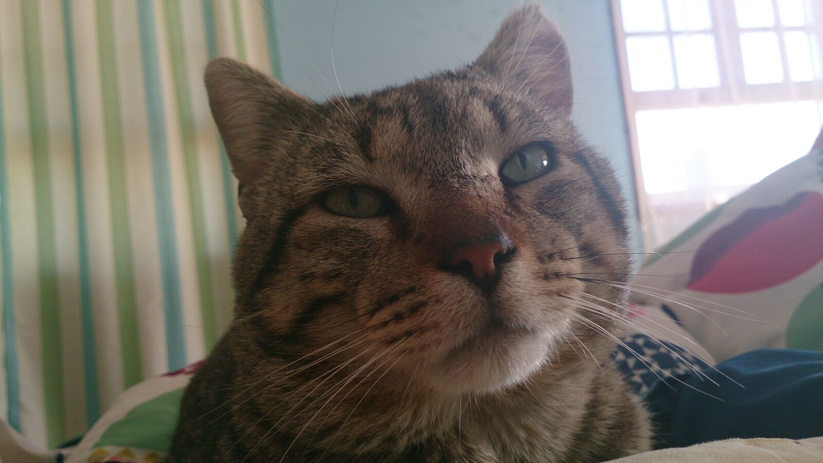 Sony Xperia ZR sample photo. Cute, cat, adorable photography