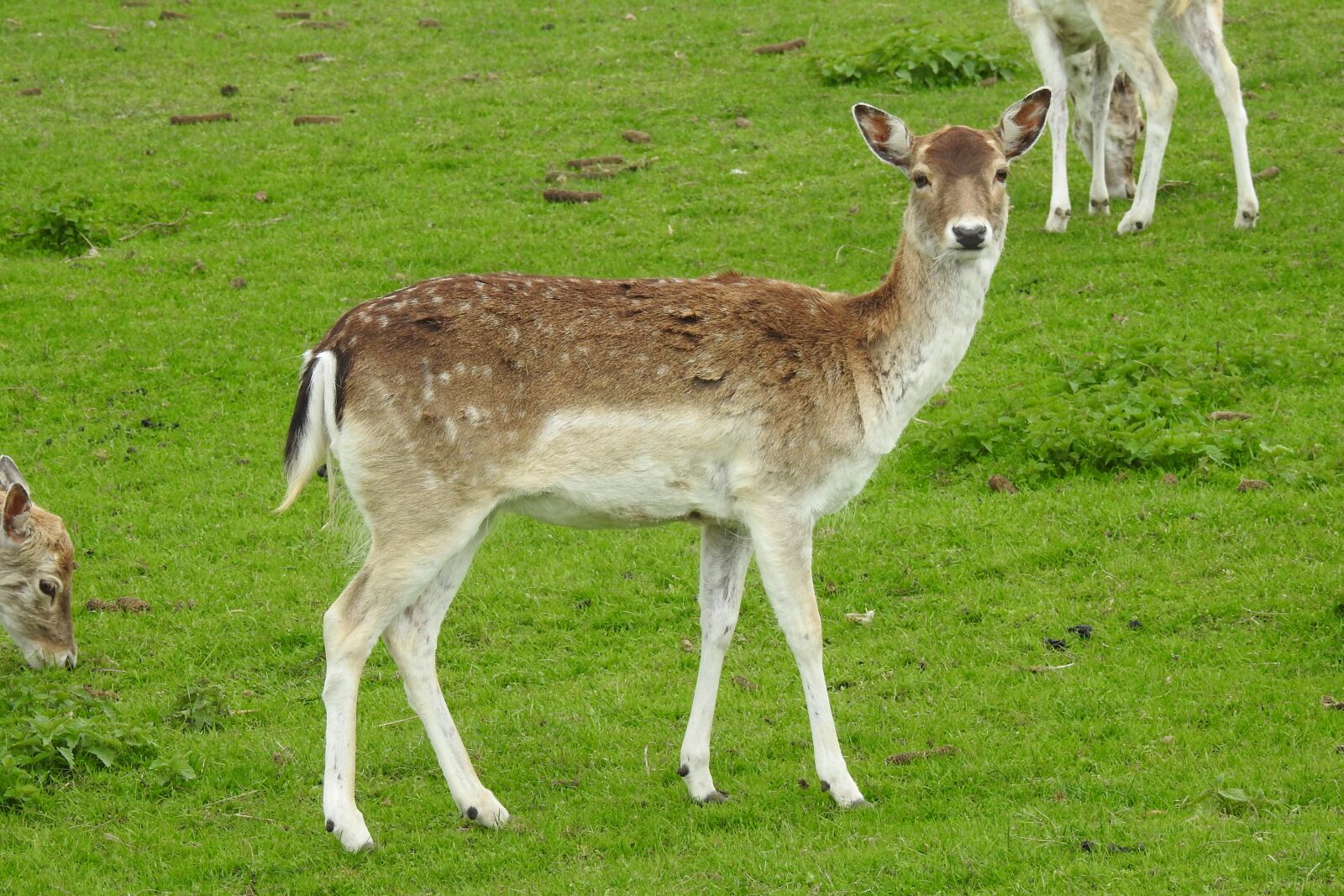 Nikon Coolpix P900 sample photo. Mammals, animals, lawn photography