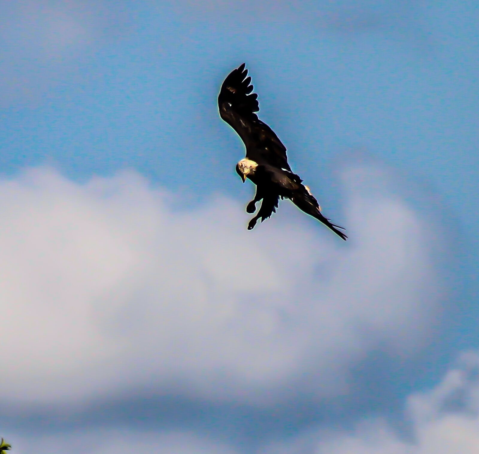 EF75-300mm f/4-5.6 sample photo. Eagle, flying, nature photography