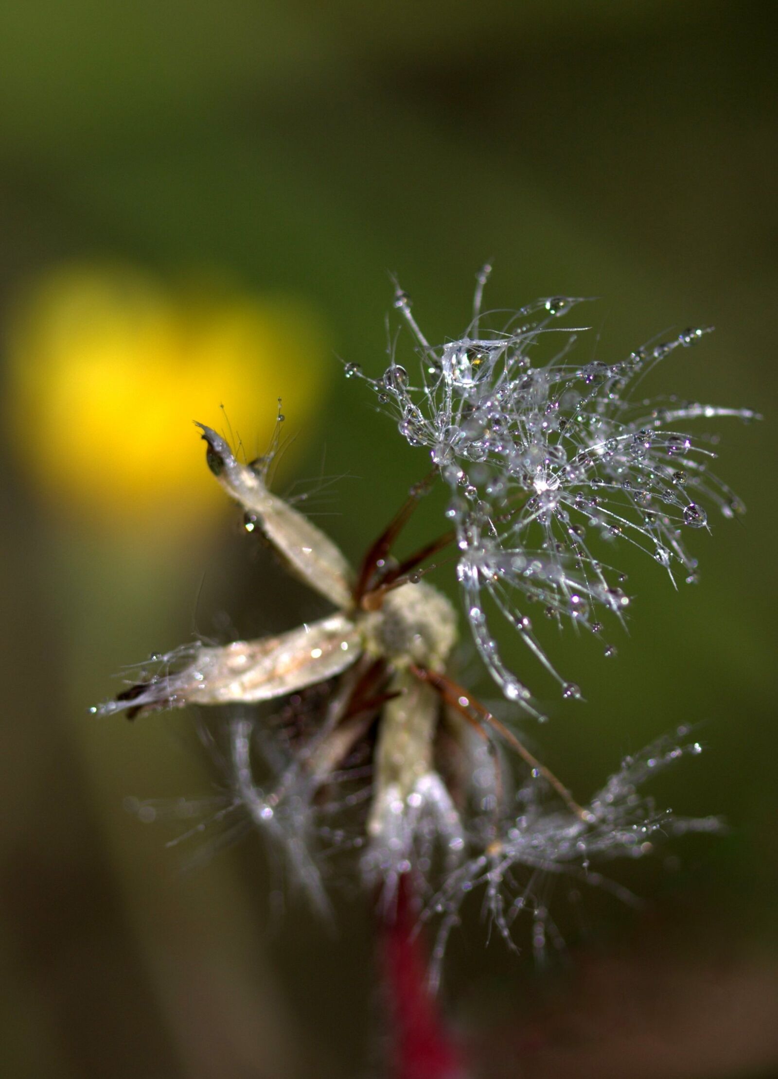 Canon EF-S 60mm F2.8 Macro USM sample photo. Dandelion, macro, drops photography