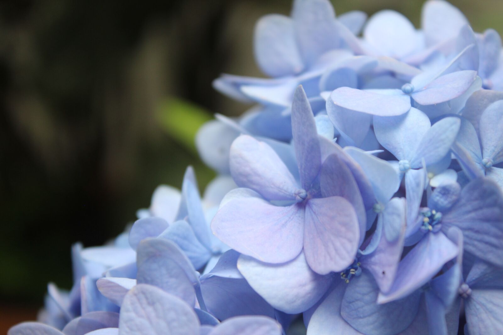 Canon EOS 1200D (EOS Rebel T5 / EOS Kiss X70 / EOS Hi) sample photo. Flowers, petal, background photography